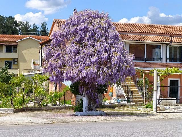 It's a Wisteria tree!