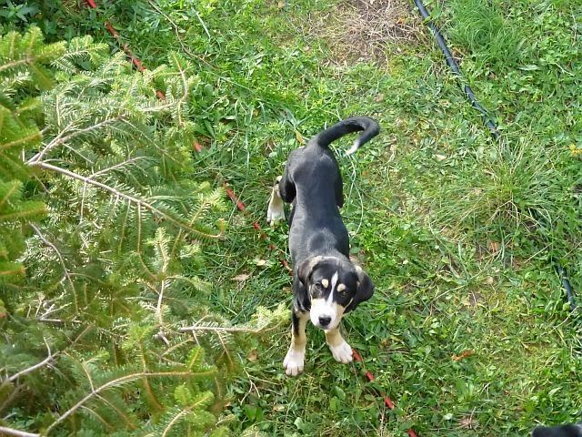 Banner for Dogs in Corfu