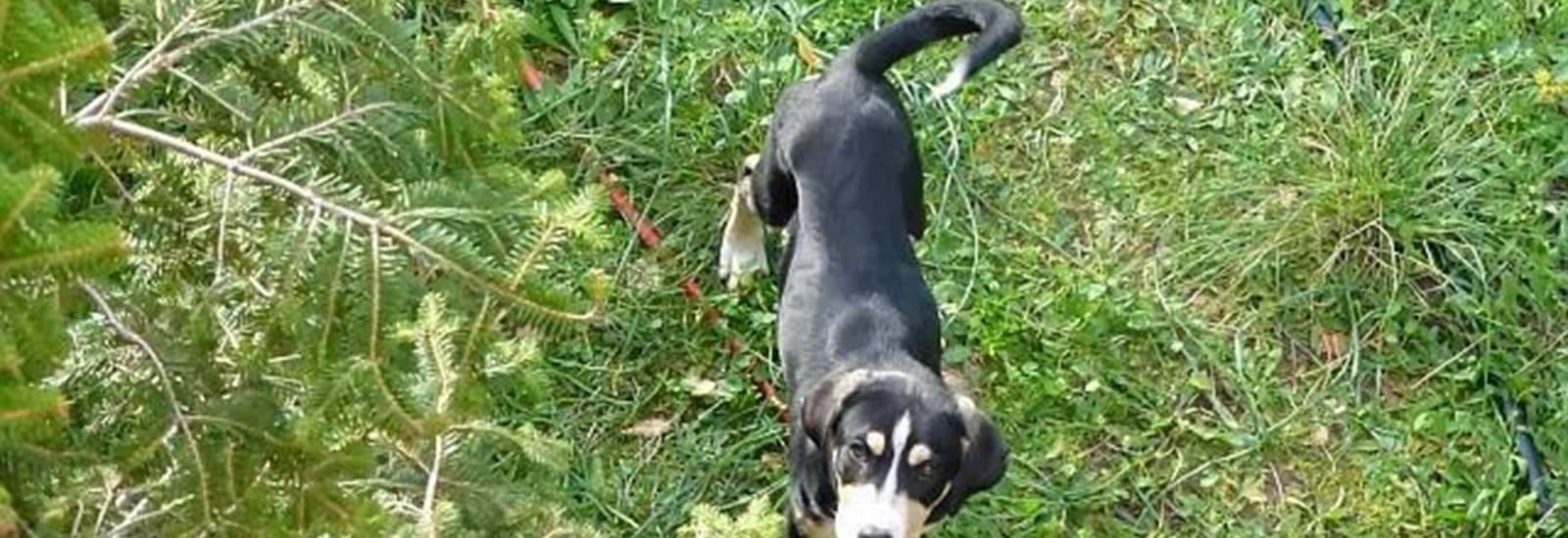 Banner for Dogs in Corfu