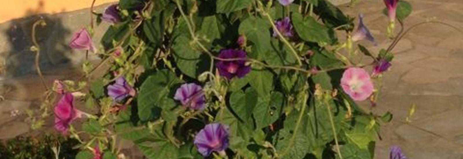 Banner for Morning Glory