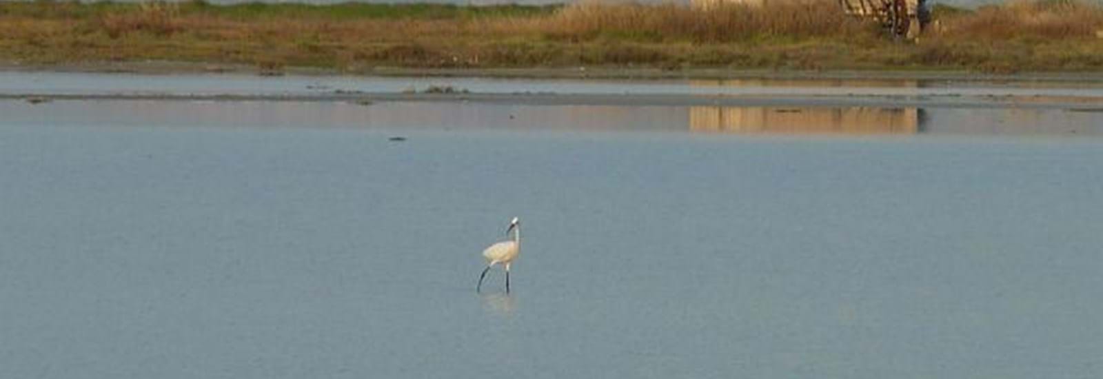 Banner for Salt flats at Lefkimmi, Corfu