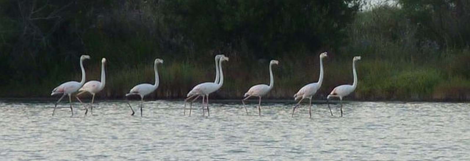 Banner for Journey to the South of Corfu