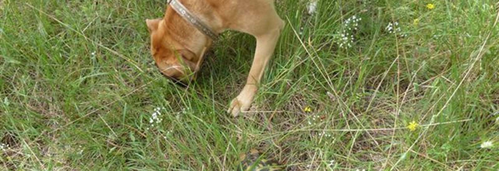 Banner for Corfu Tortoisehound