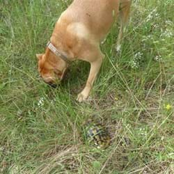 Corfu Tortoisehound