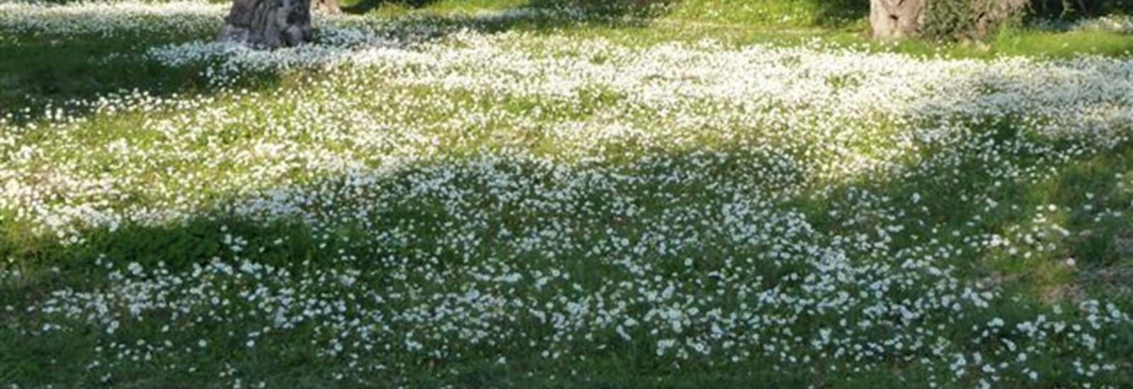 Banner for Time to cut the grass